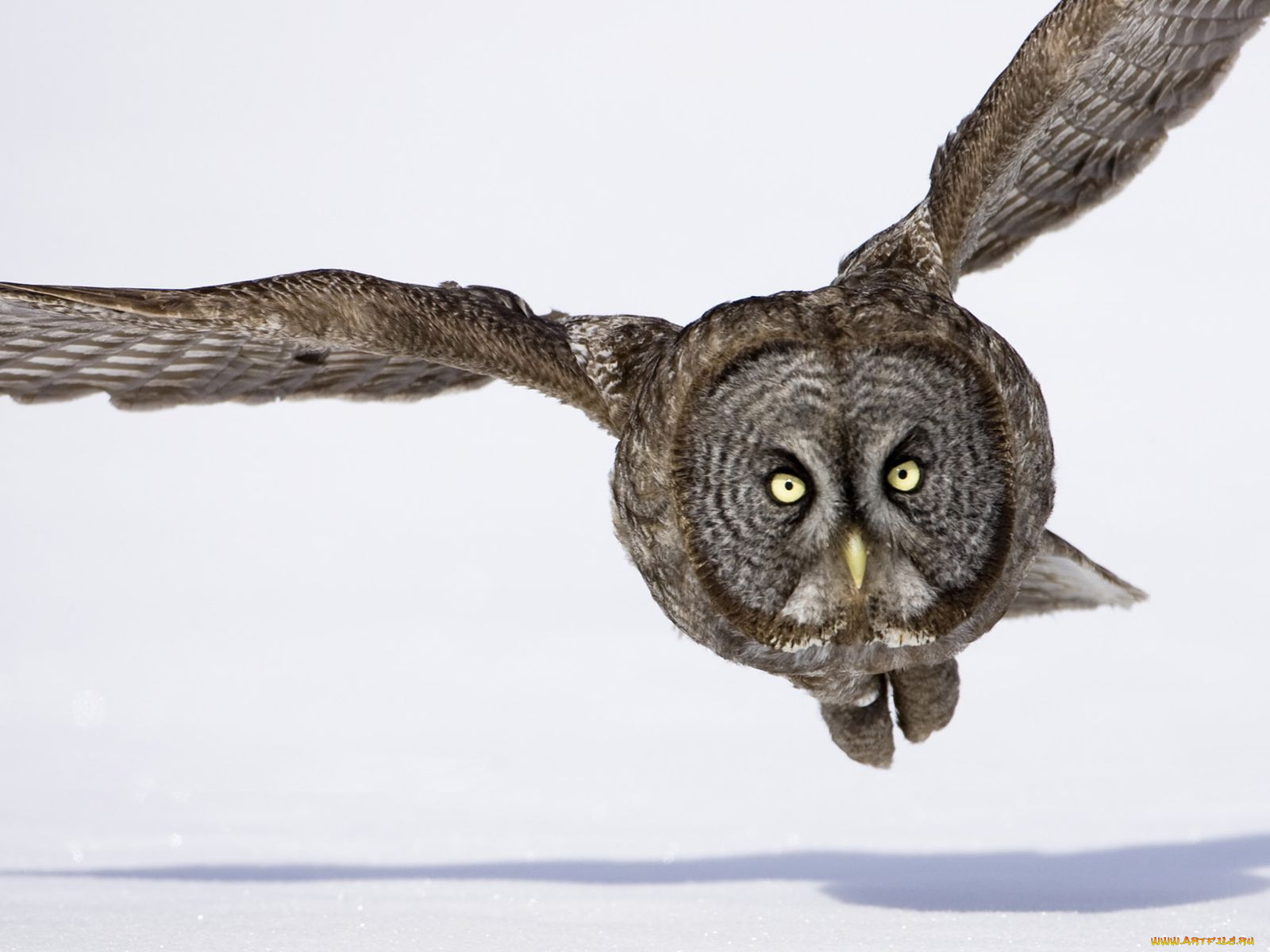 , , , , great, grey, owl, lapland